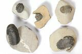 Lot: Assorted Devonian Trilobites - Pieces #119907-2
